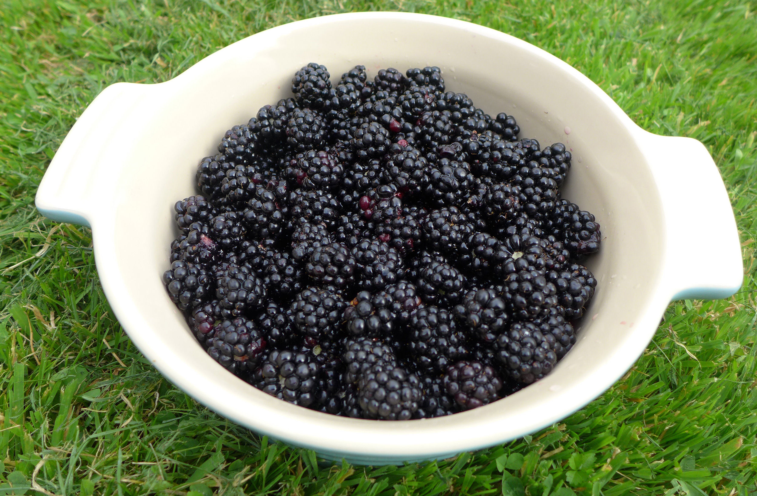 BlackberriesOpt