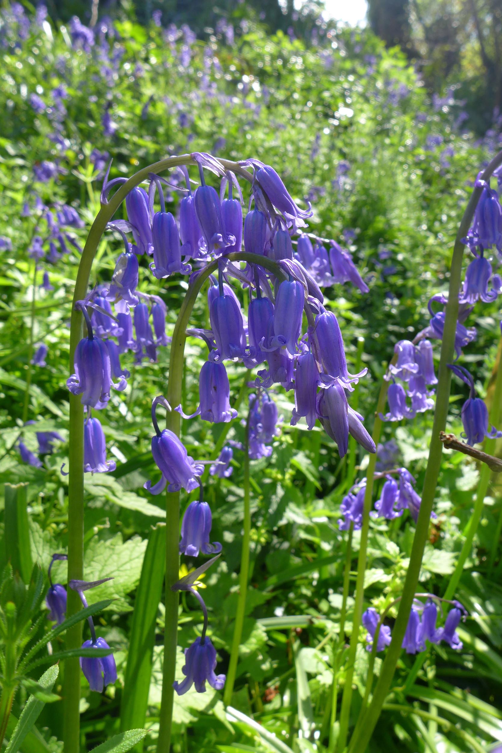 BluebellOpt