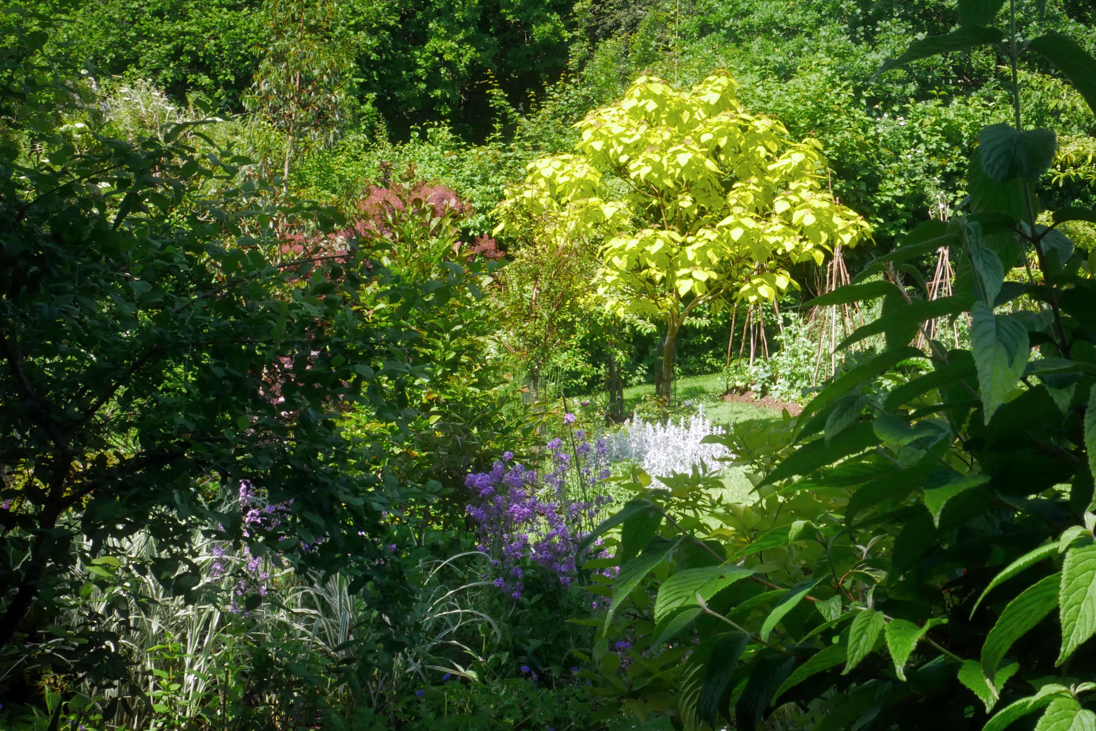 CatalpaOpt