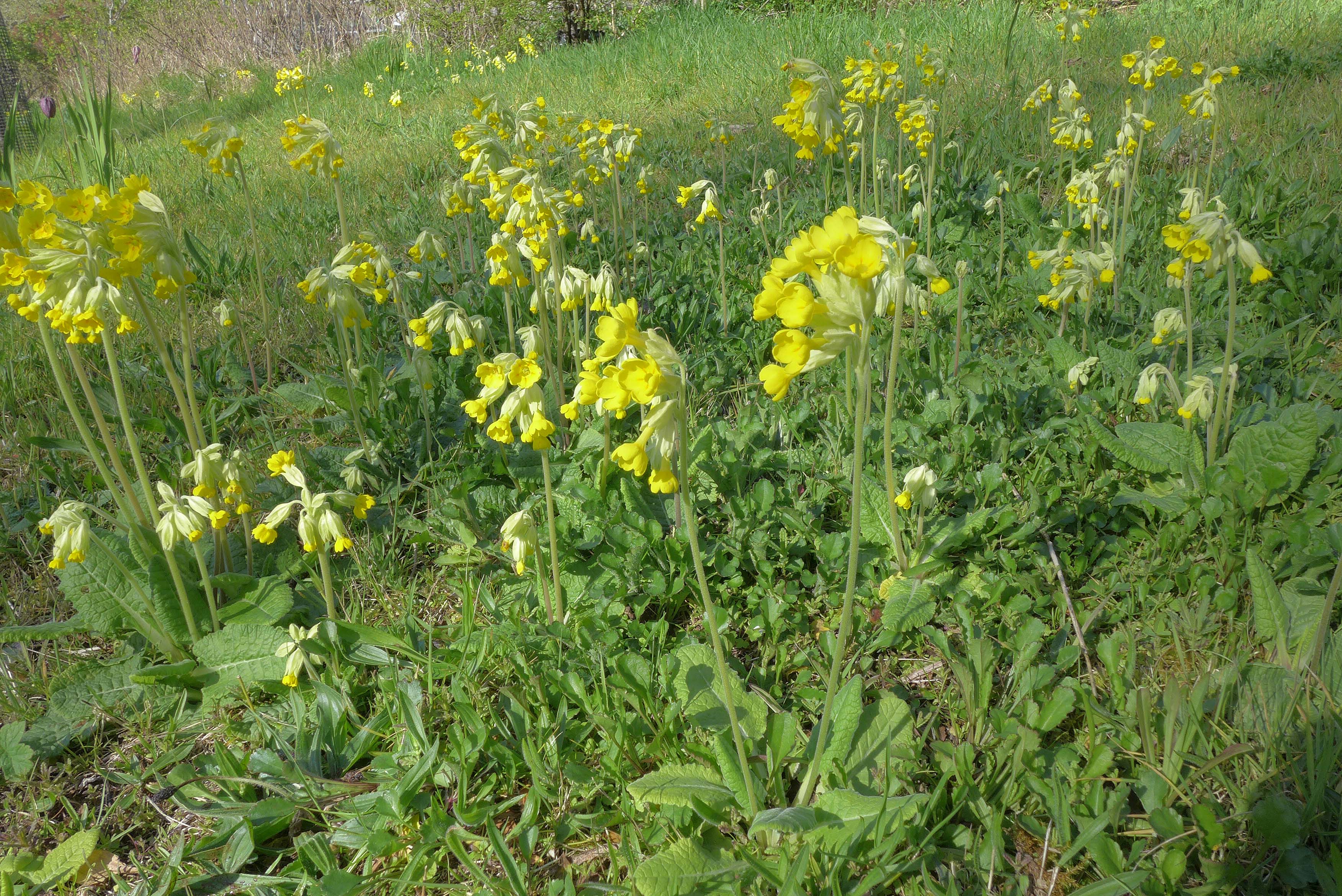CowslipMeadow