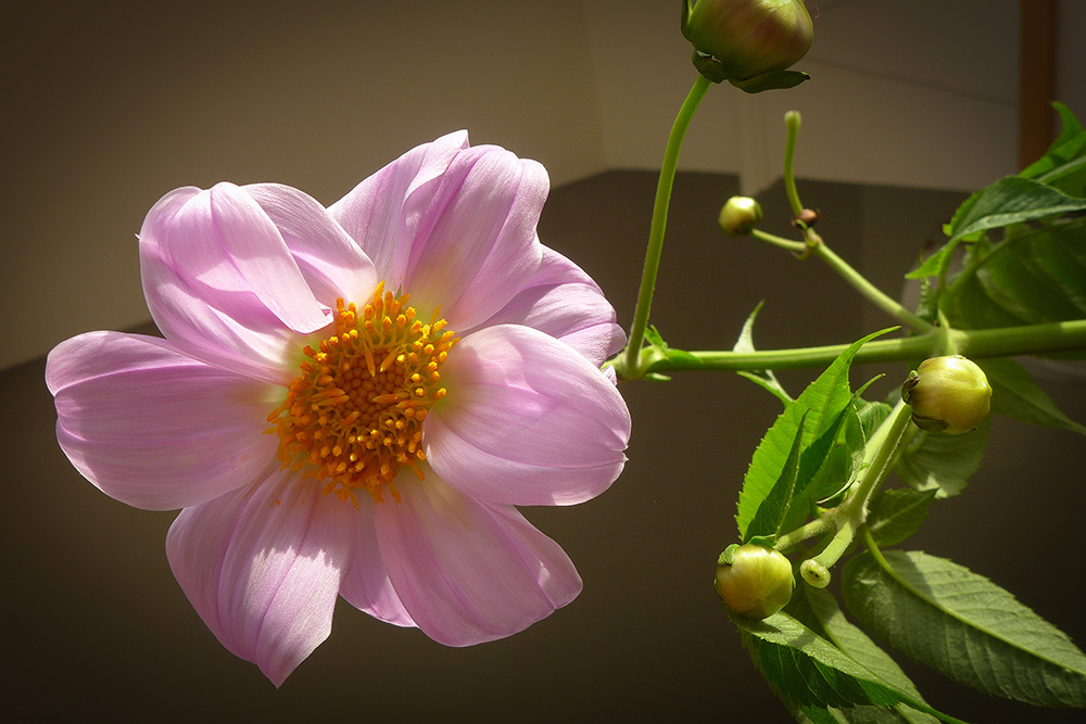 DahliaImperialis