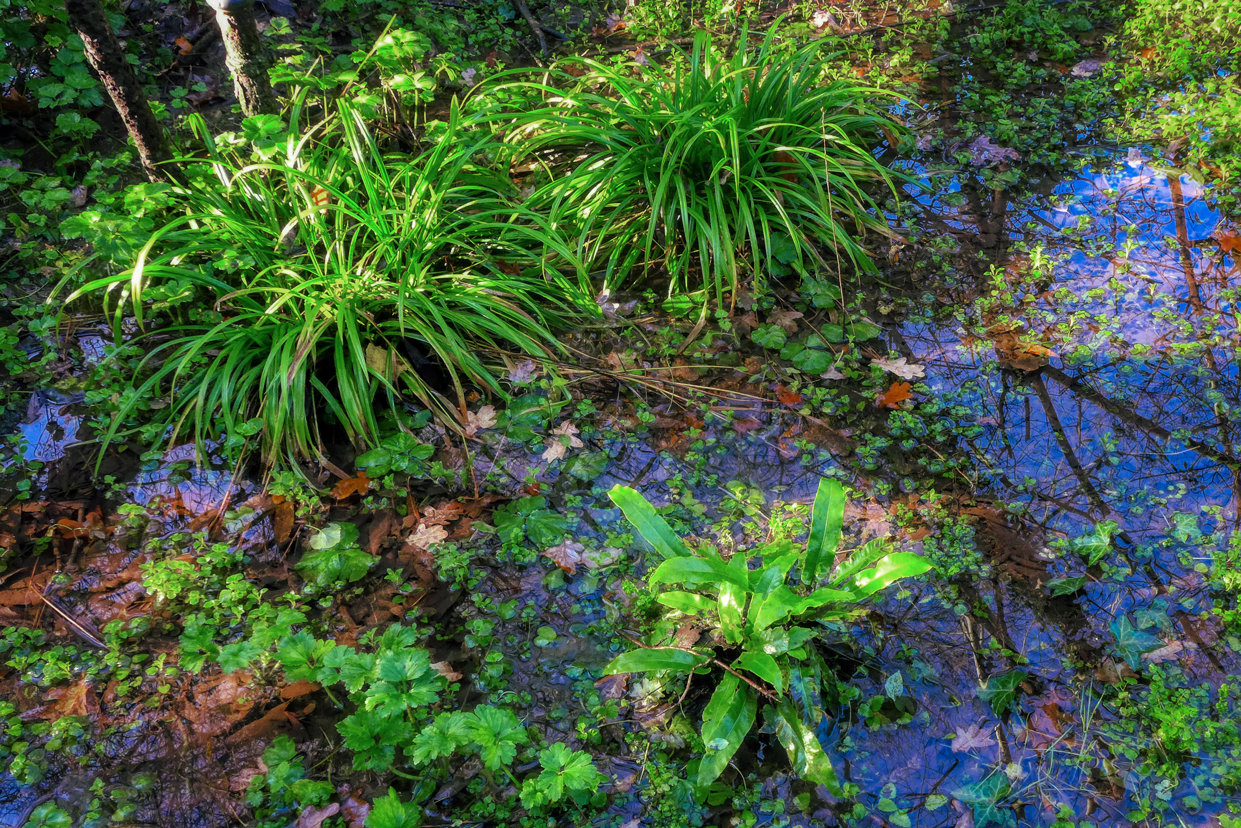 FloodedPlantsOpt