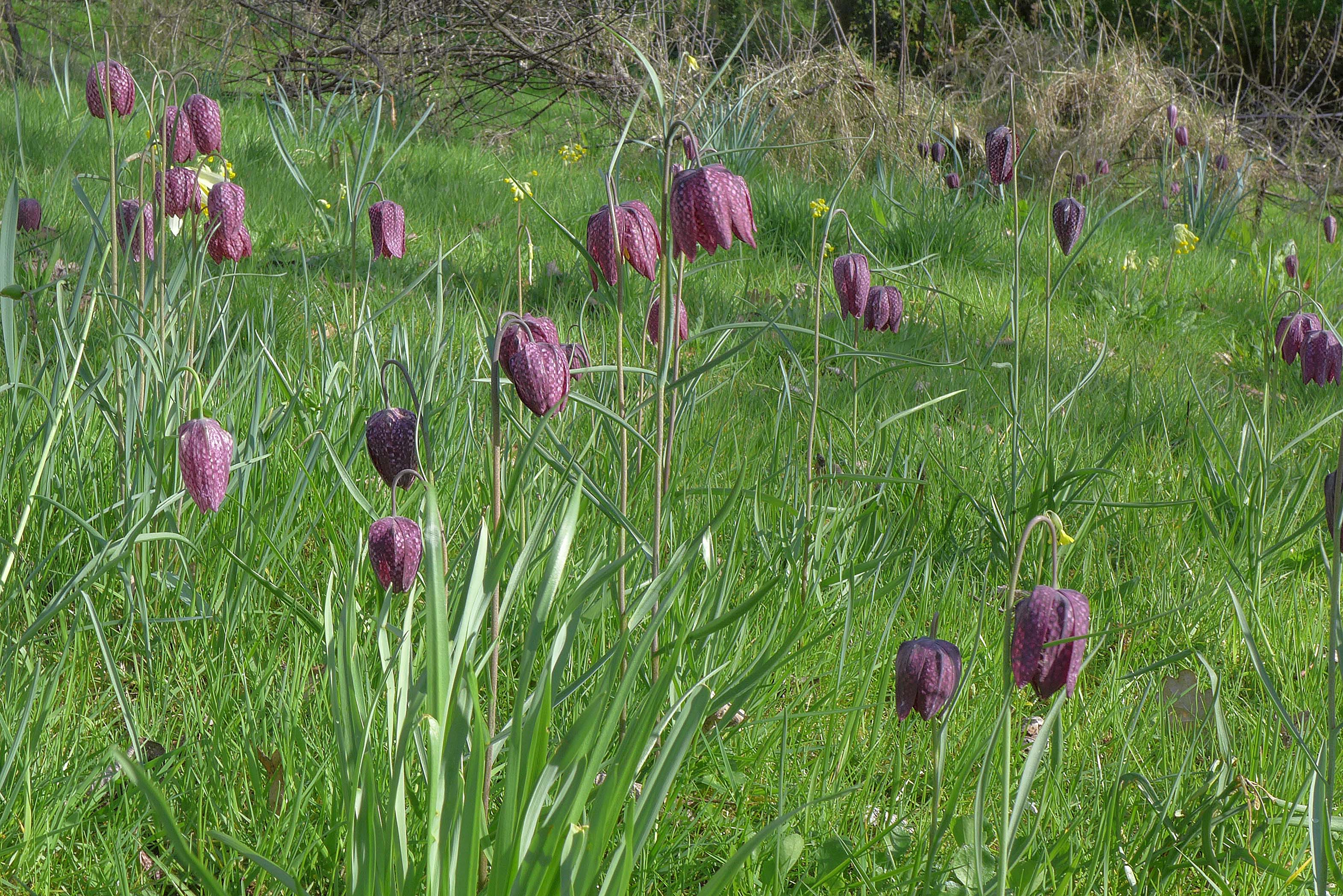 FritillaryMeadow