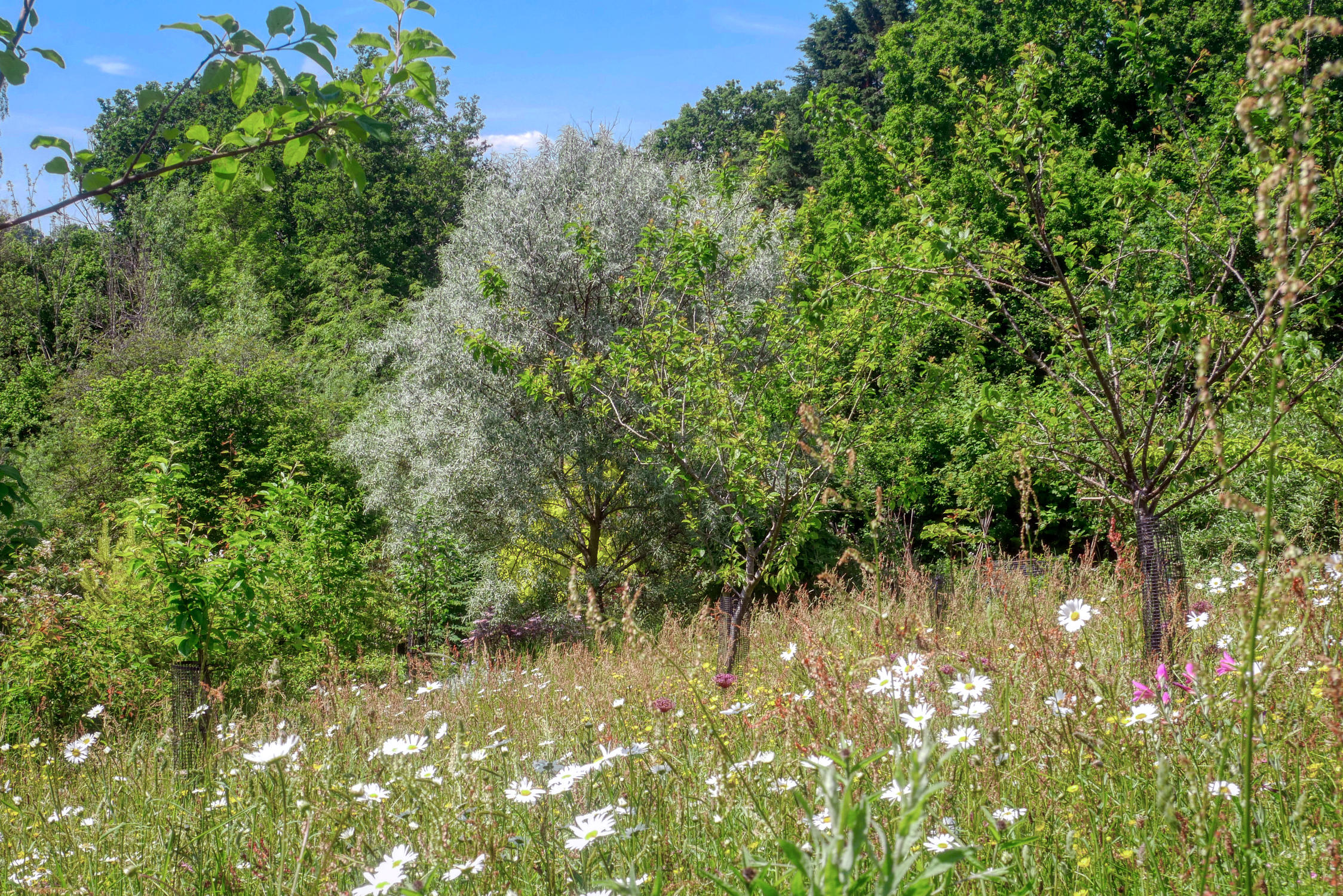 MeadowOpt