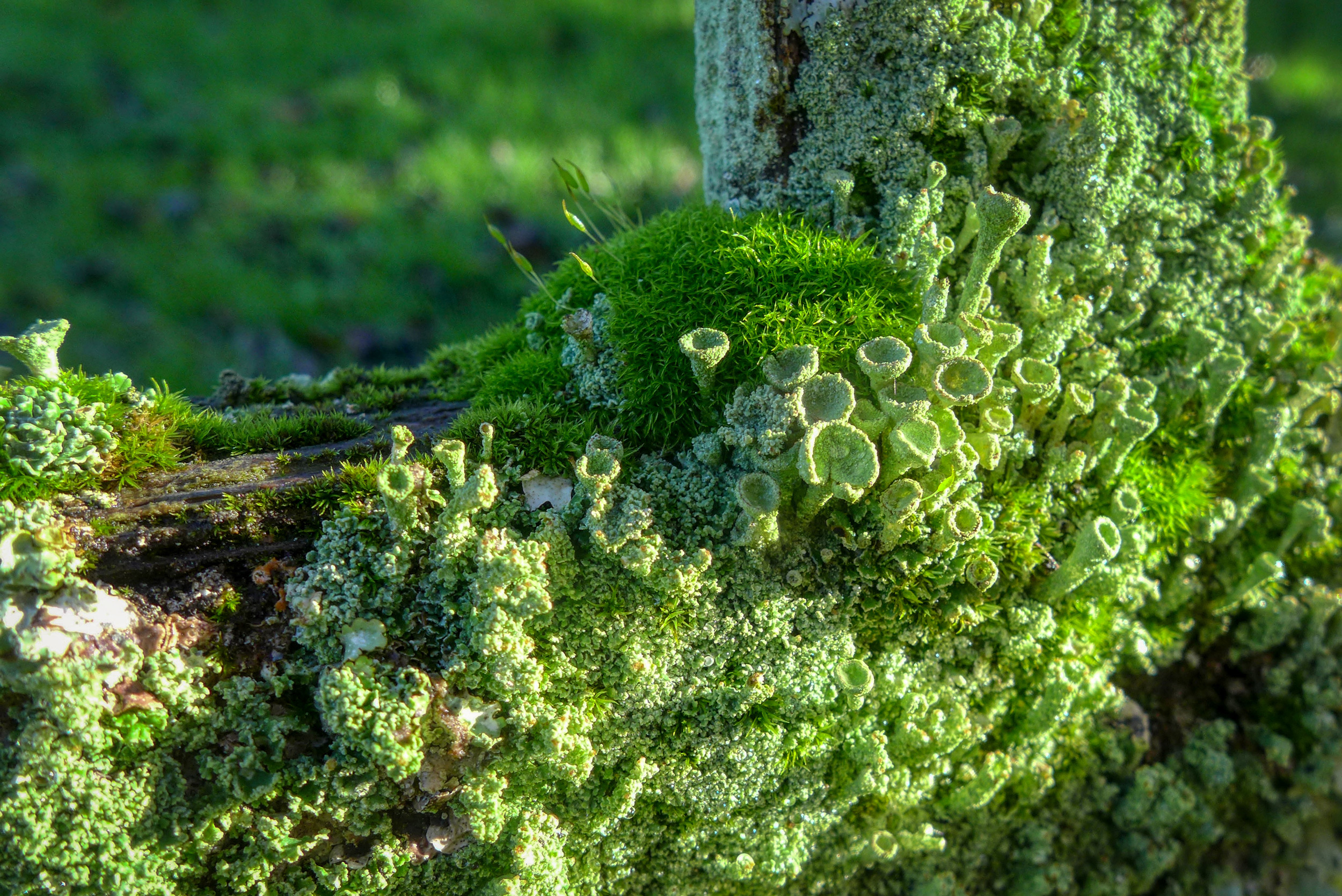 MossLichenOpt