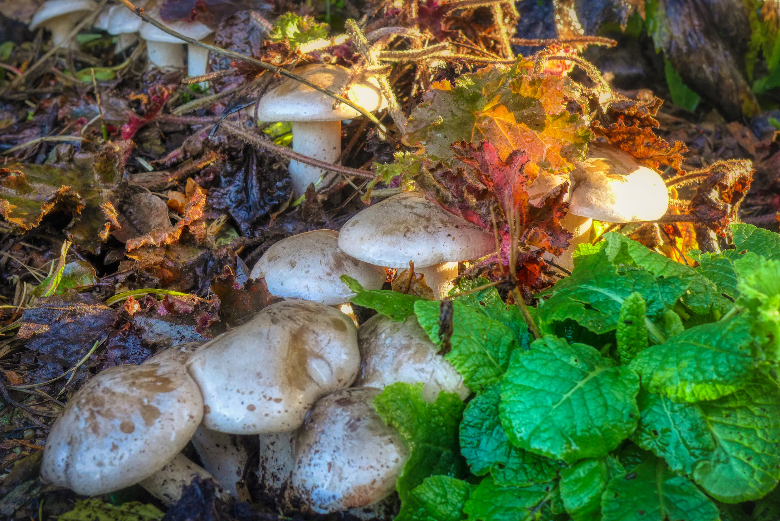 MushroomsOpt