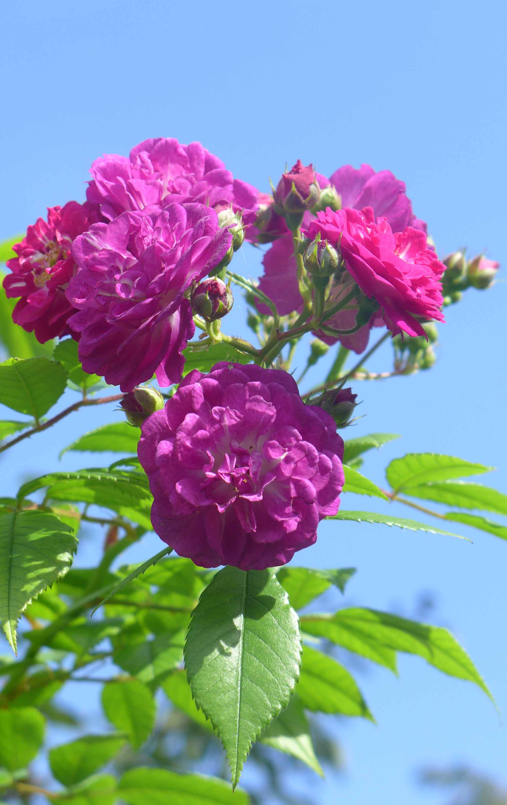 PerennialBlueRoseOpt
