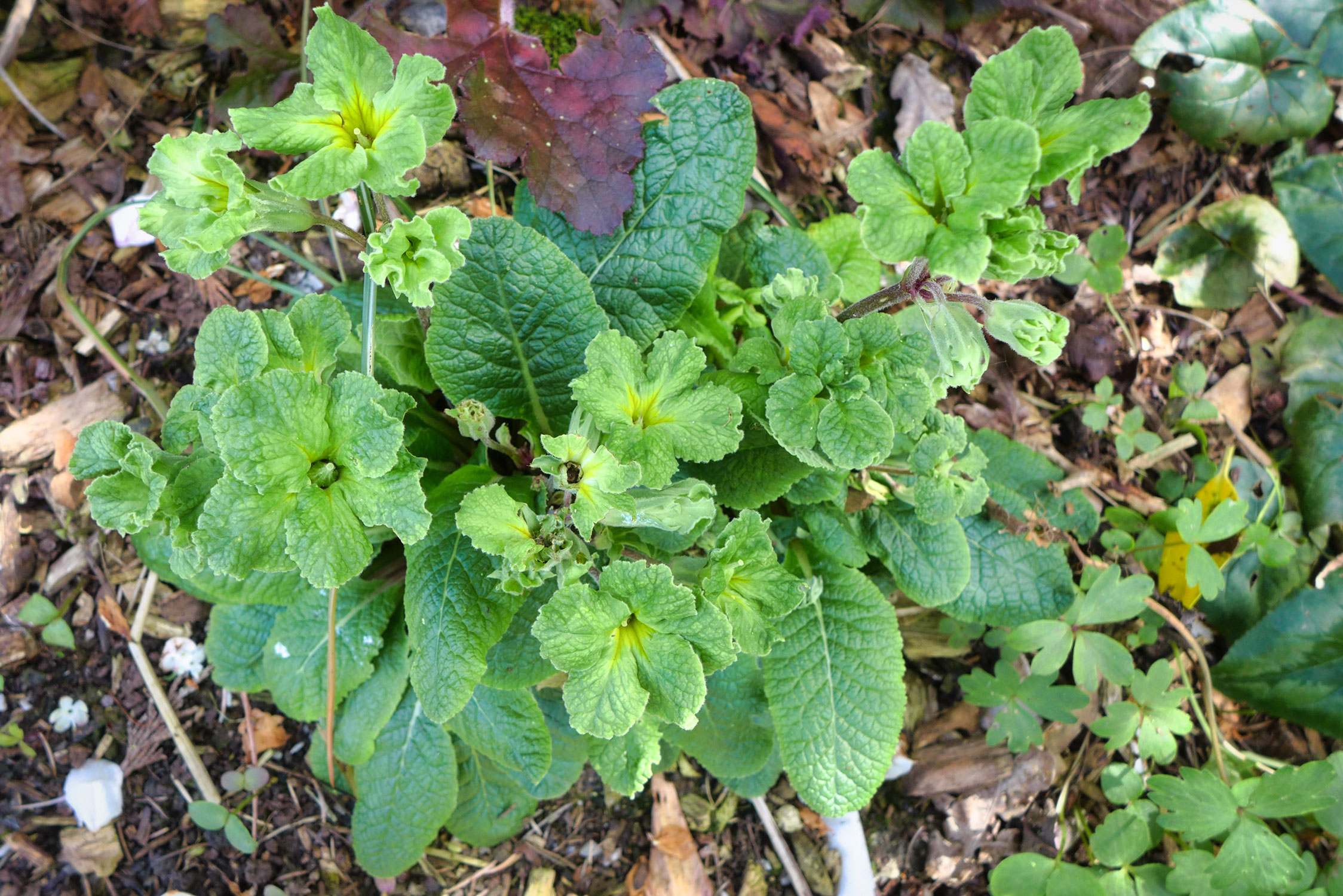 PrimulaGreenLaceOpt