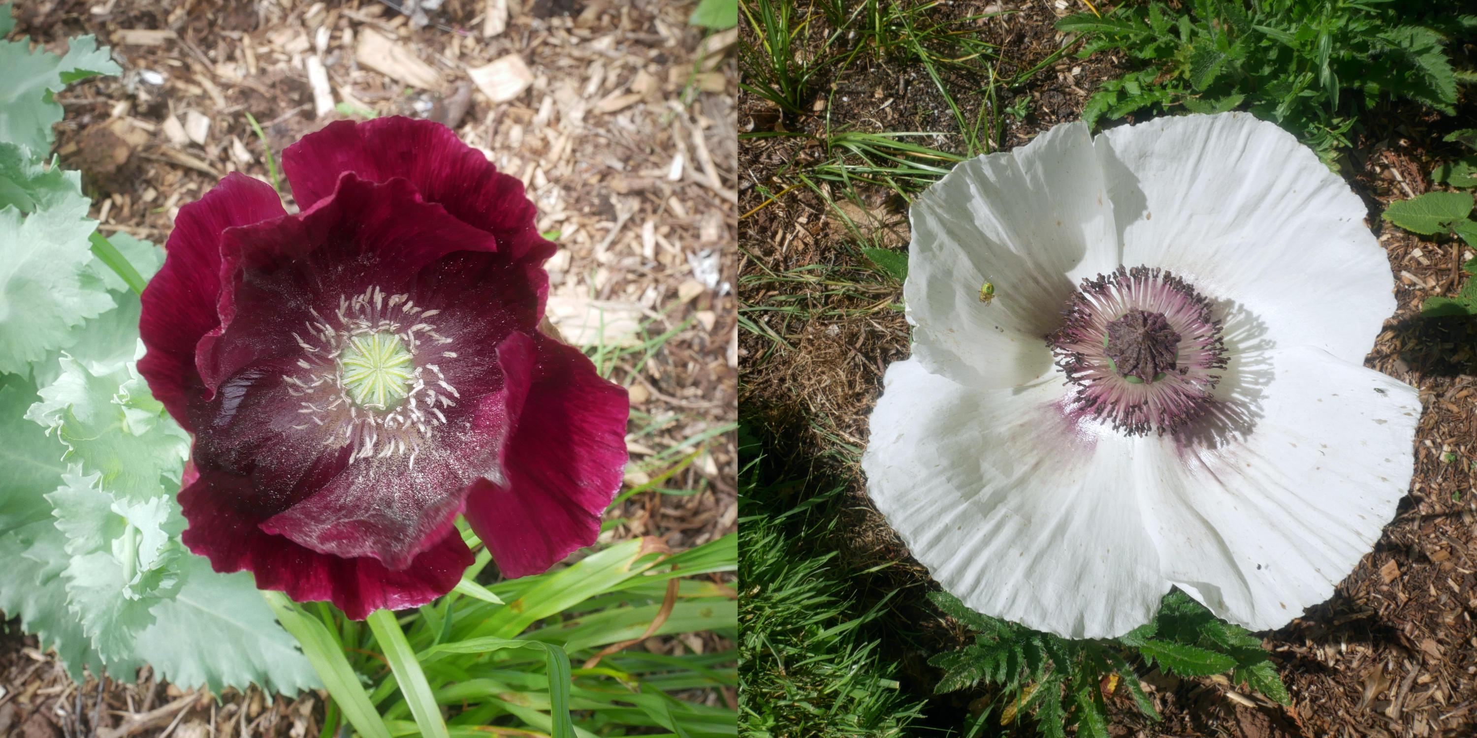 PurpleWhitePoppyOpt