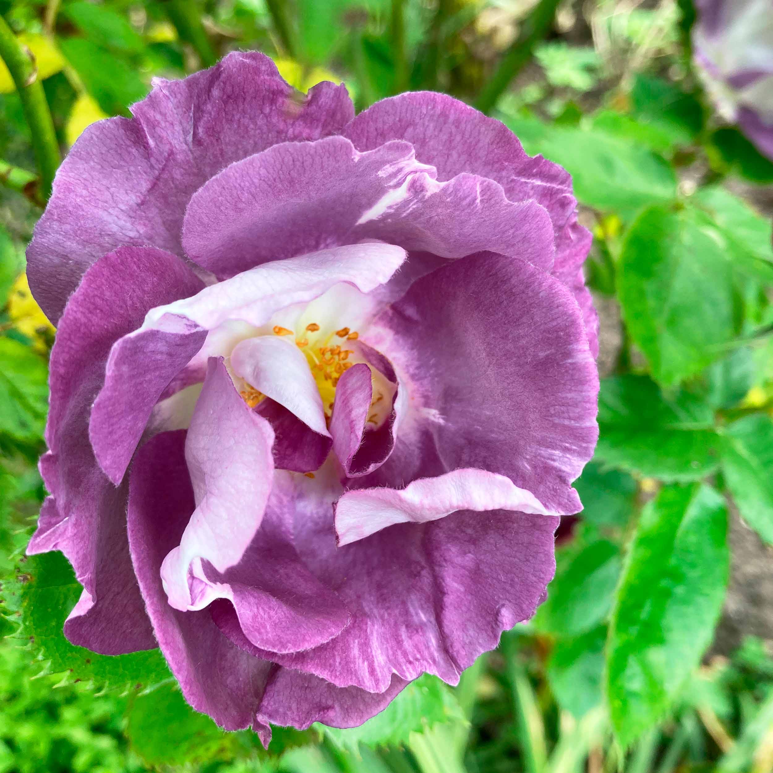RhapsodyInBlueRoseOpt