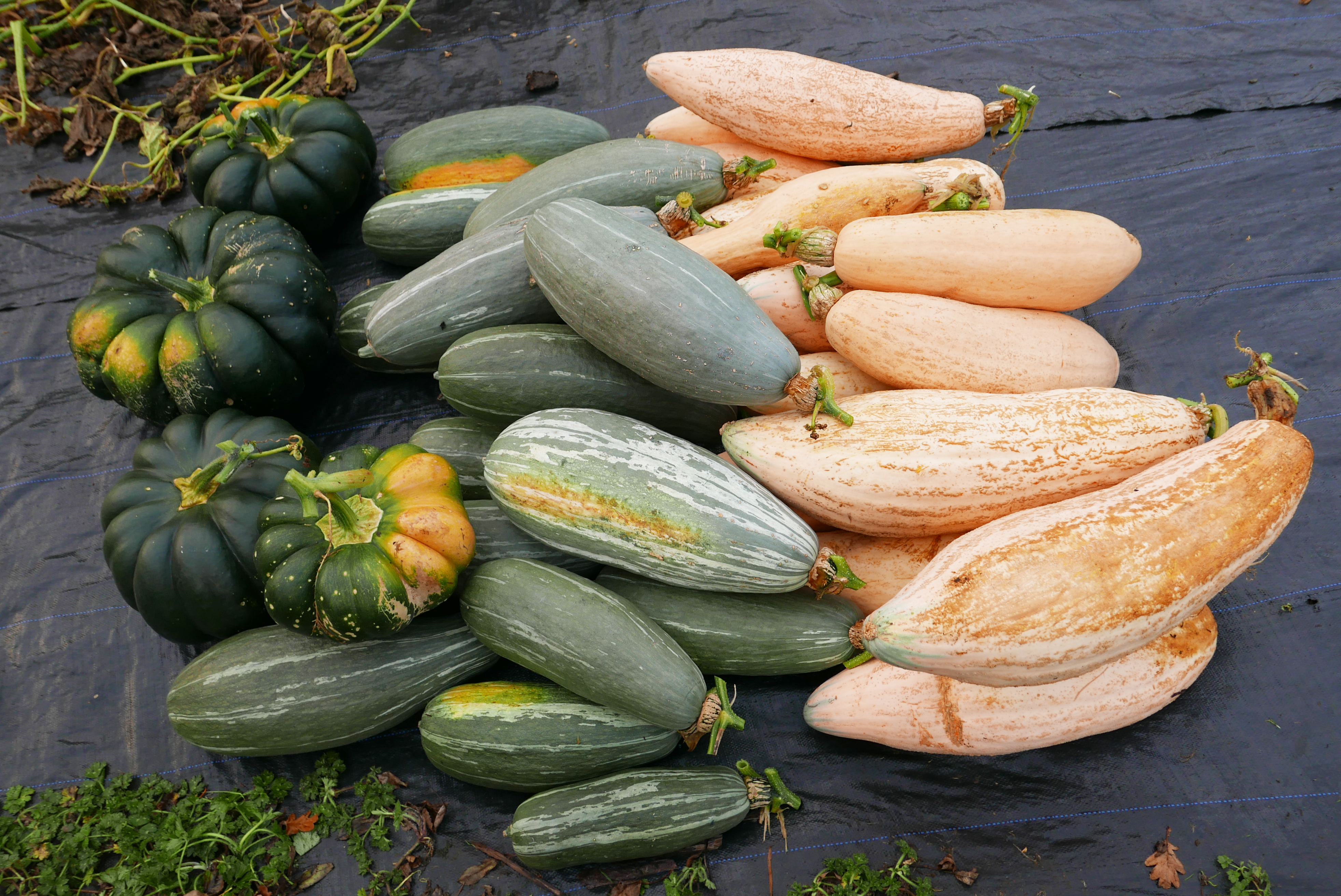 Squashes