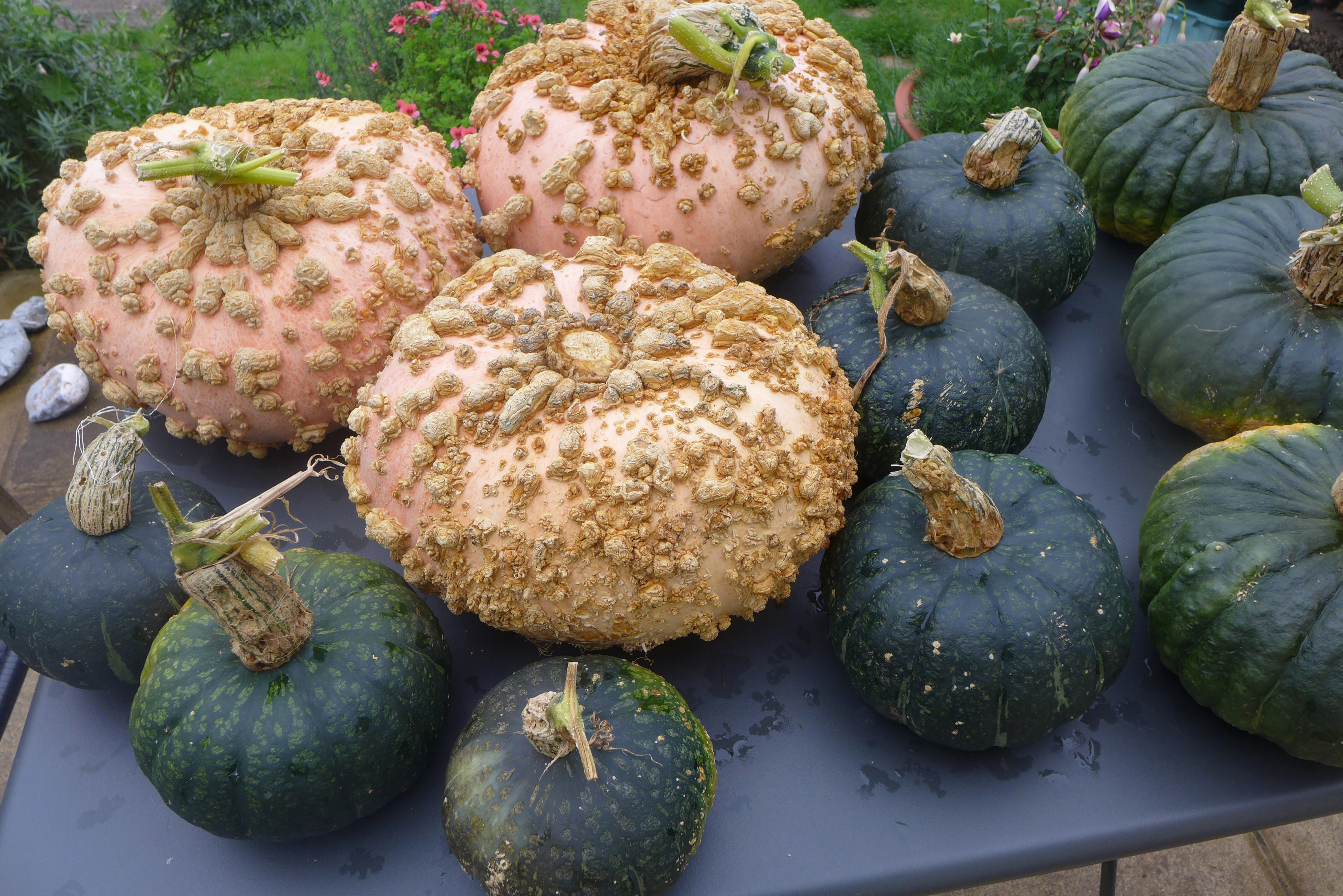 Squashes2023