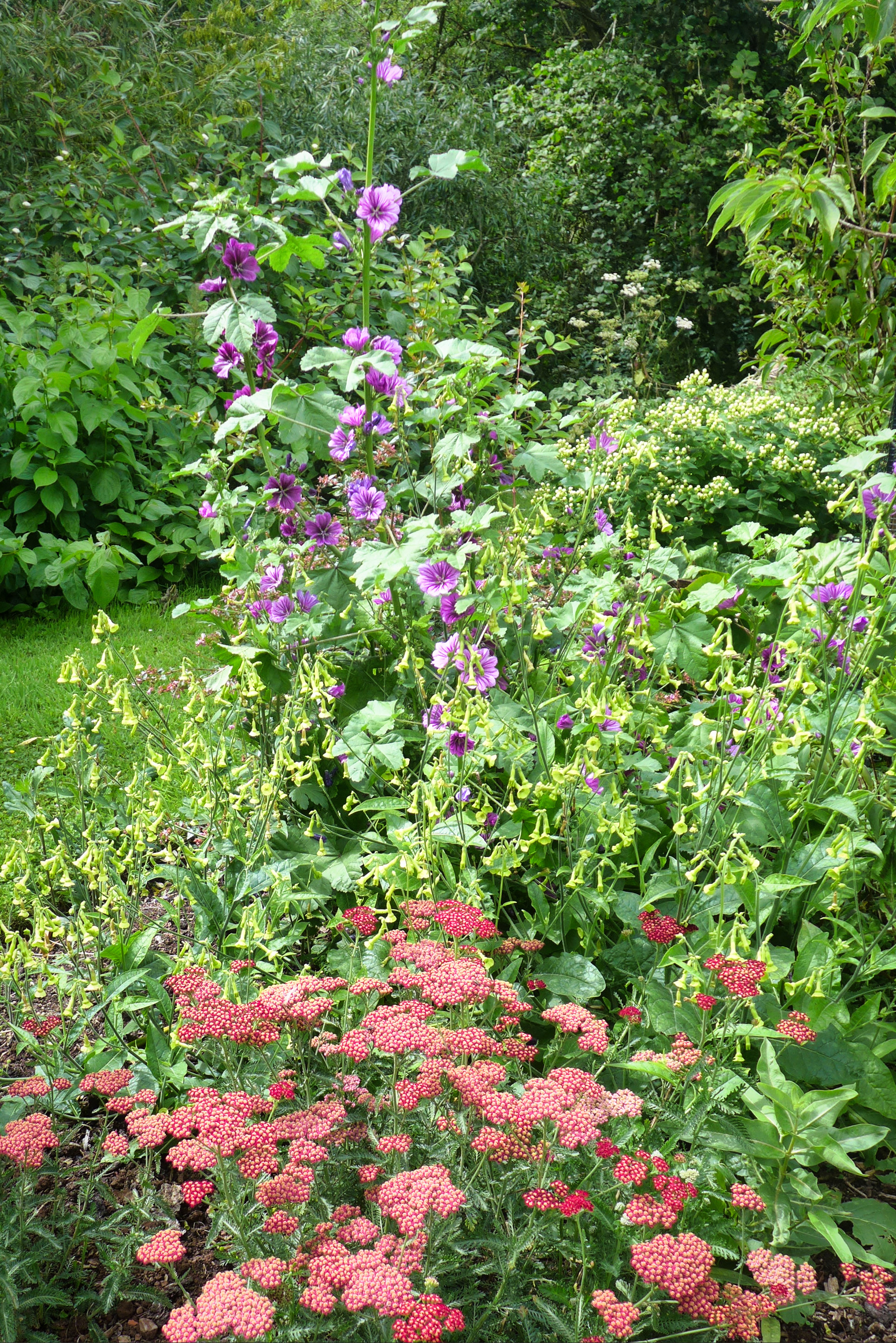  Self seeded mallow 