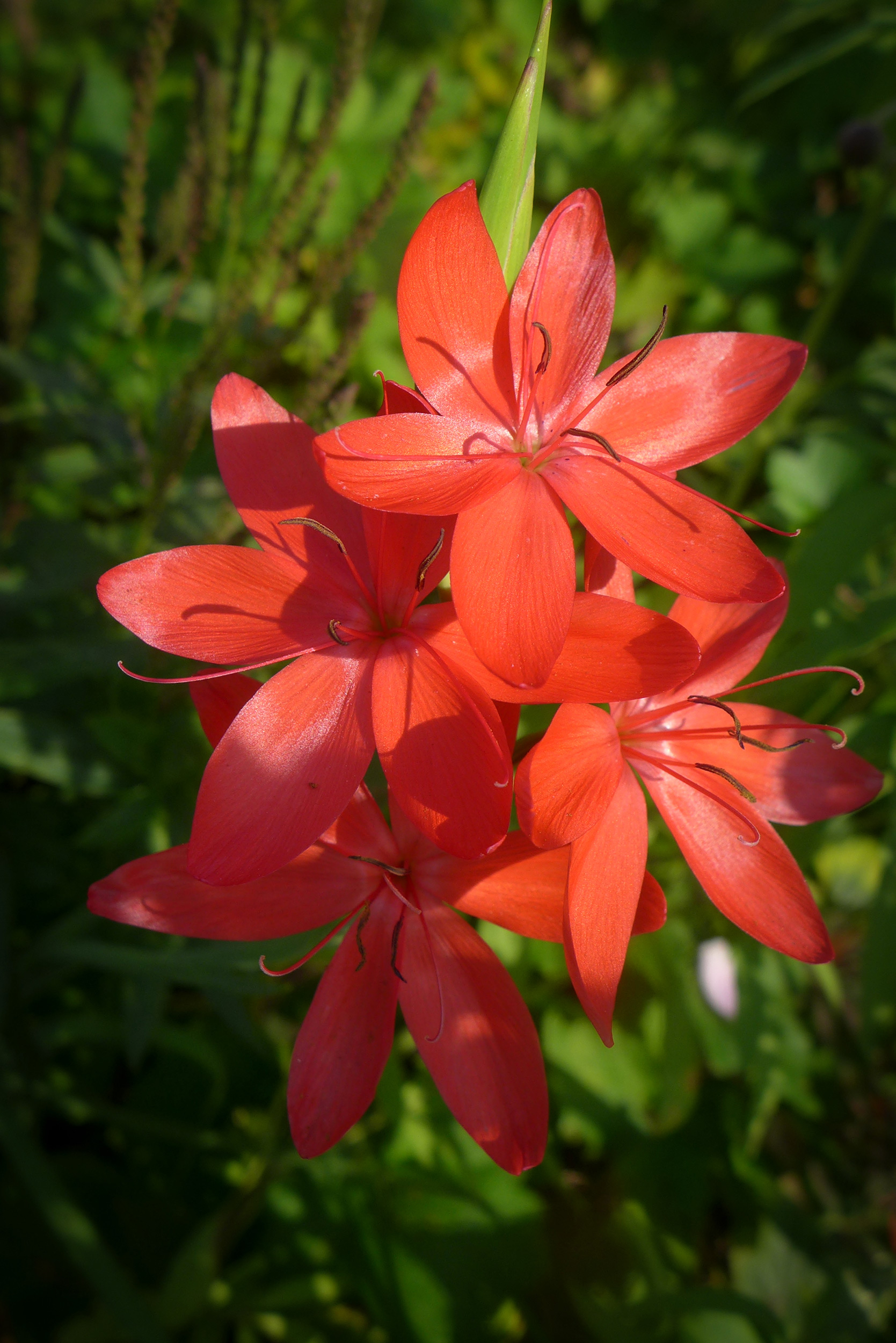  Schizostylis coccinea 