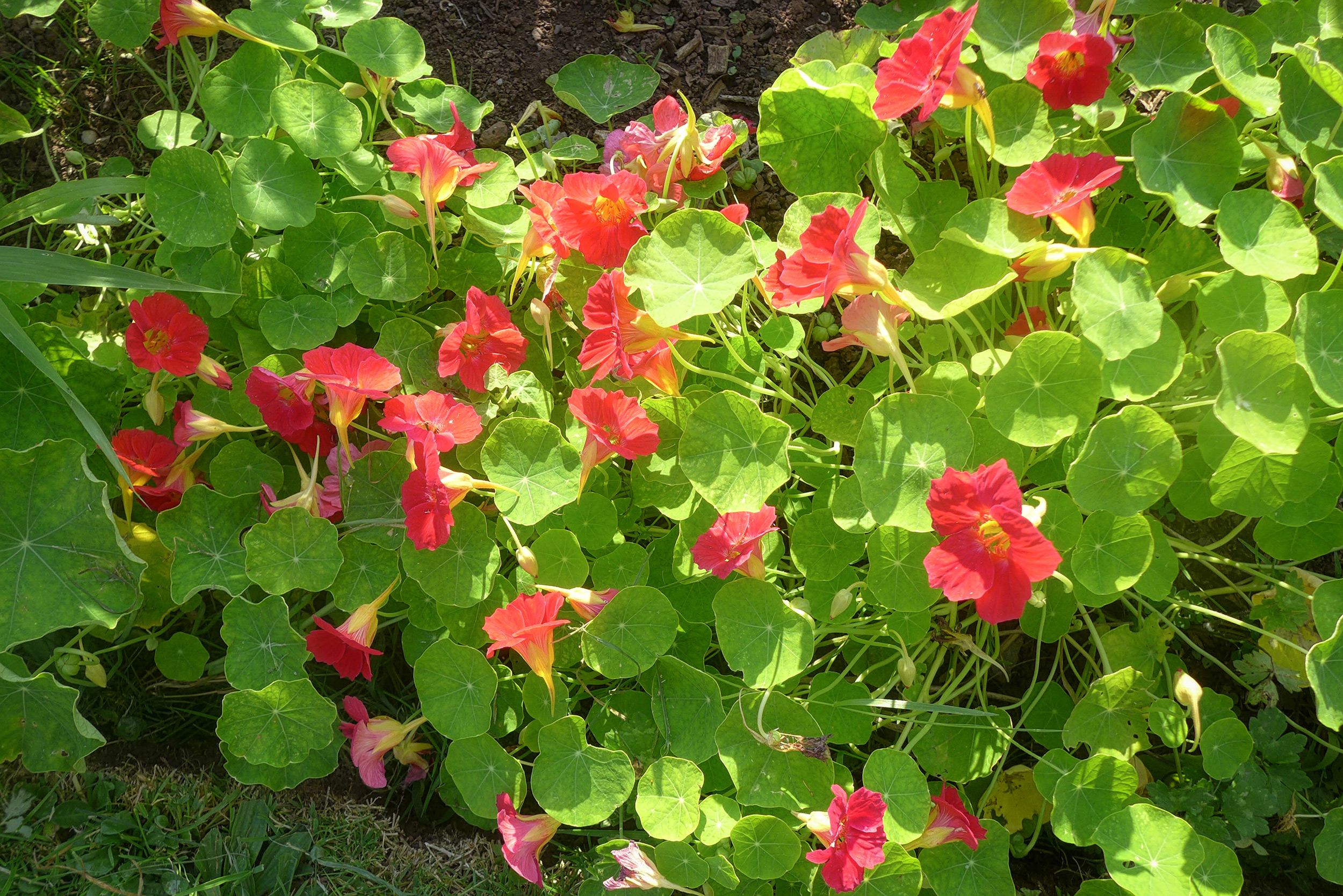  Nastutrium 'Tip-top Rose' 