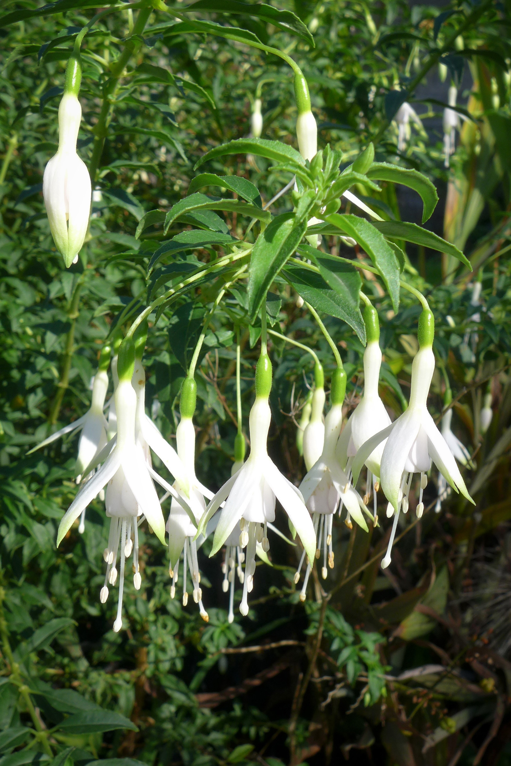  Fuchsia 'Hawkshead' 
