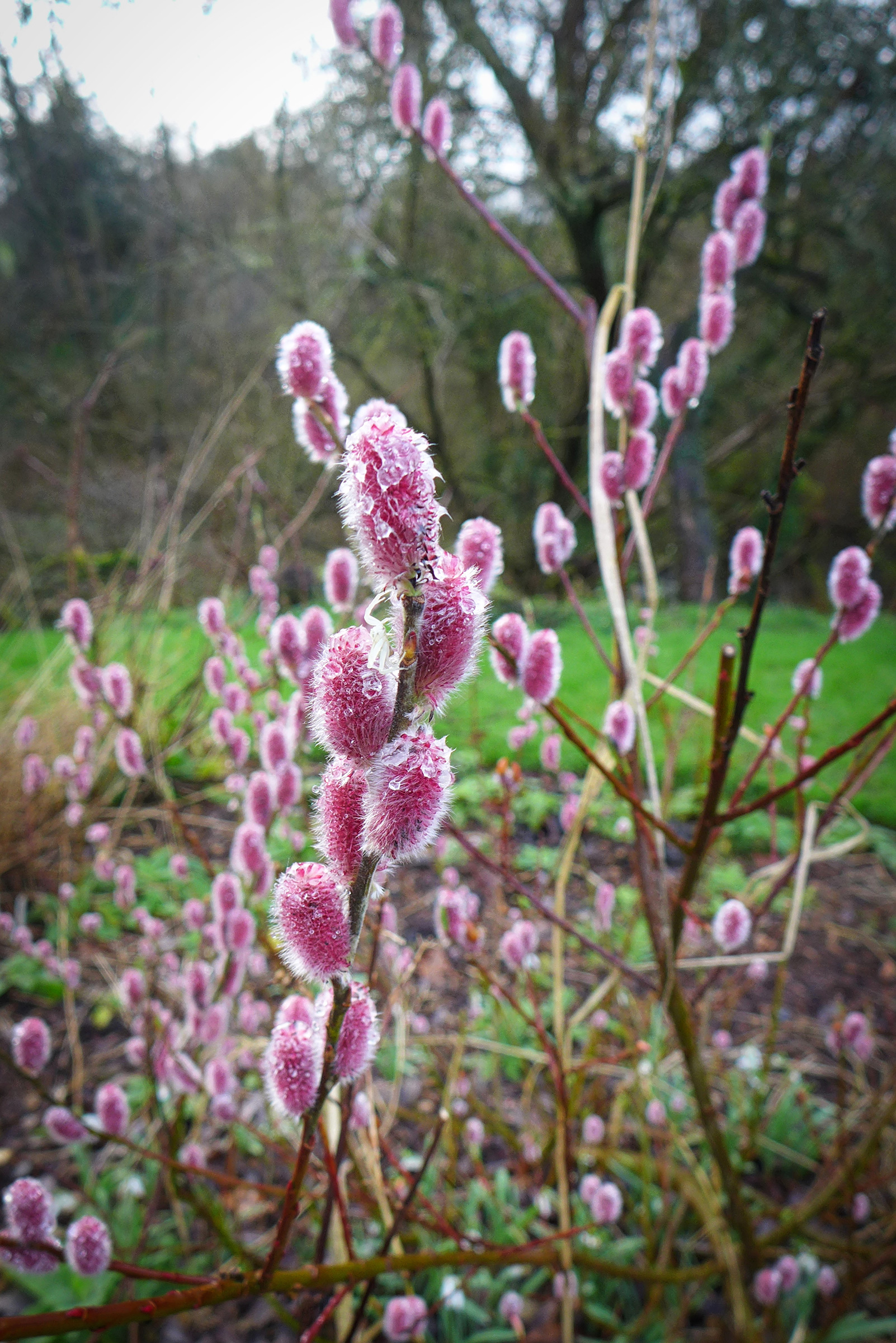  Salix gracilistyla 'Mount Aso'  