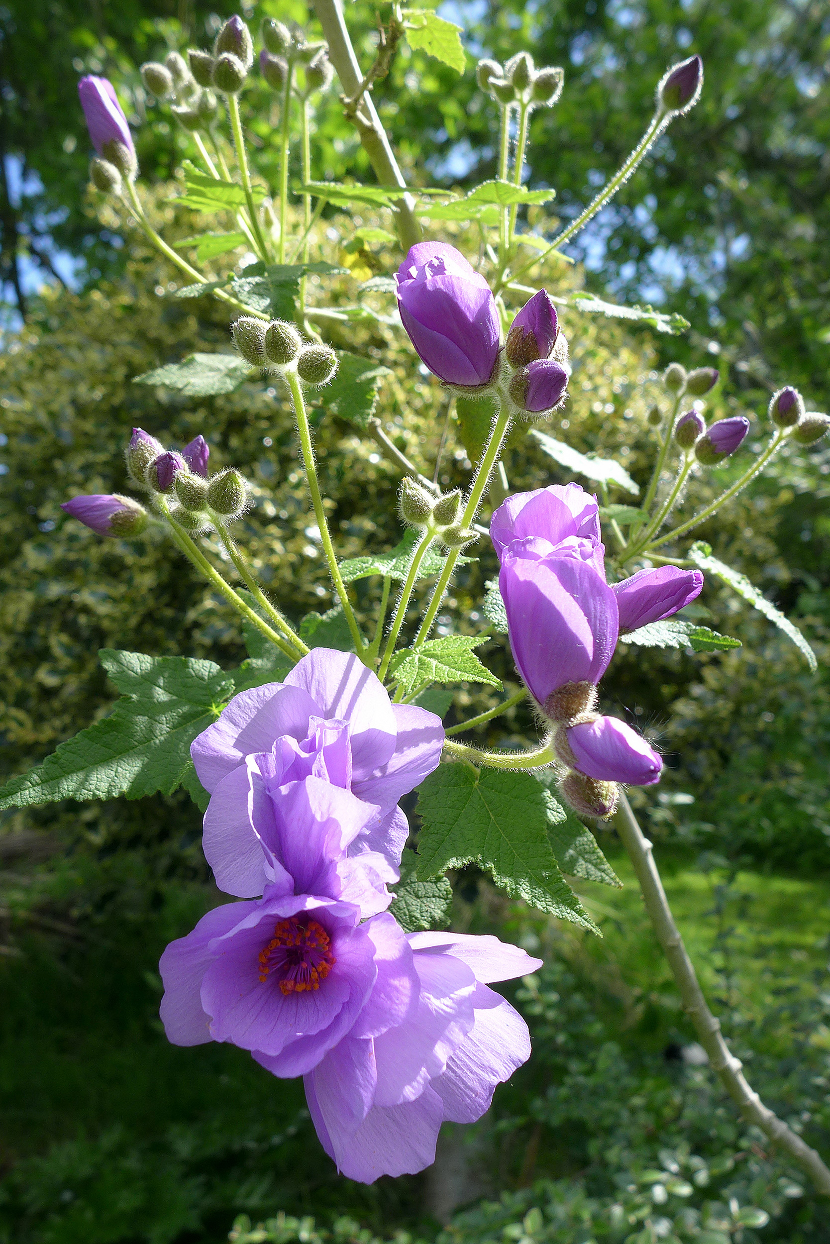  Abutilon vitifolium  