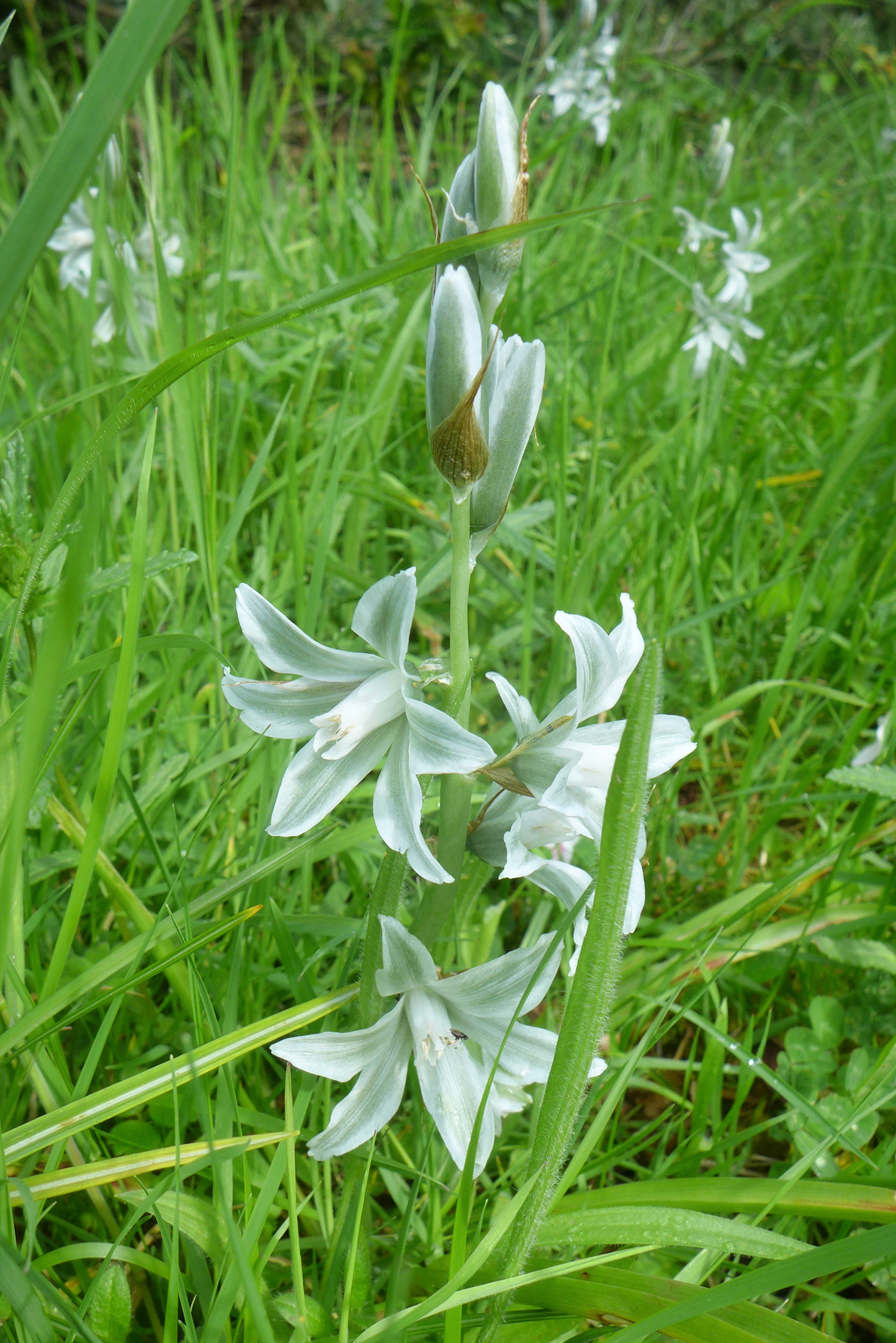 Ornithogalum nutans in the meadow 